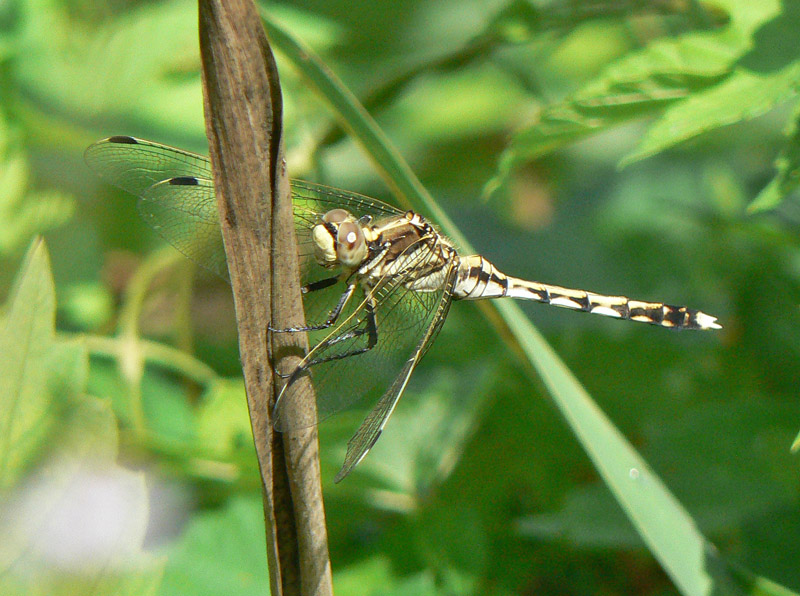 Orthetrum albistylum